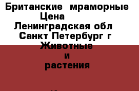 Британские  мраморные › Цена ­ 5 000 - Ленинградская обл., Санкт-Петербург г. Животные и растения » Кошки   . Ленинградская обл.